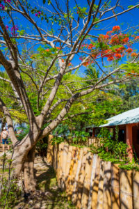 Flammenbaum, Delonix regia, Flamboyant, Sakalava Strand, Oronjia Nationalpark, Antsiranana, Diego Suarez, Gemeinde Ramena, Madagaskar, Afrika, Indischer Ozean Flammenbaum, Delonix regia, Flamboyant, Sakalava Strand, Oronjia Nationalpark, Antsiranana, Diego Suarez, Gemeinde Ramena, Madagaskar, Afrika, Indischer Ozean